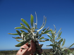 Leucospermum tomentosum