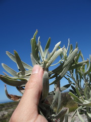 Leucospermum tomentosum