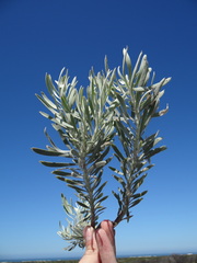 Leucospermum tomentosum