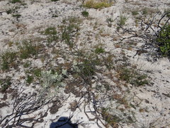Leucospermum tomentosum