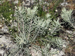 Leucospermum tomentosum