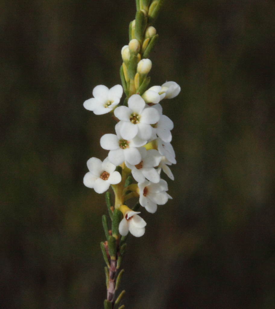 Micromyrtus navicularis