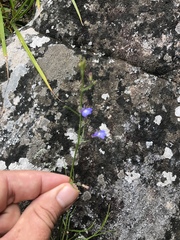 Lobelia flaccida flaccida