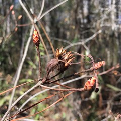 Rhododendron serrulatum