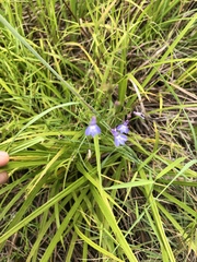 Lobelia flaccida flaccida