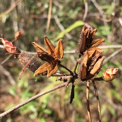 Rhododendron serrulatum