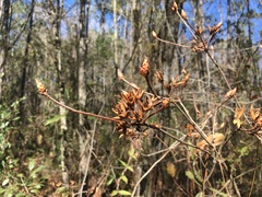 Rhododendron serrulatum