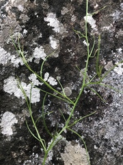 Lobelia flaccida flaccida