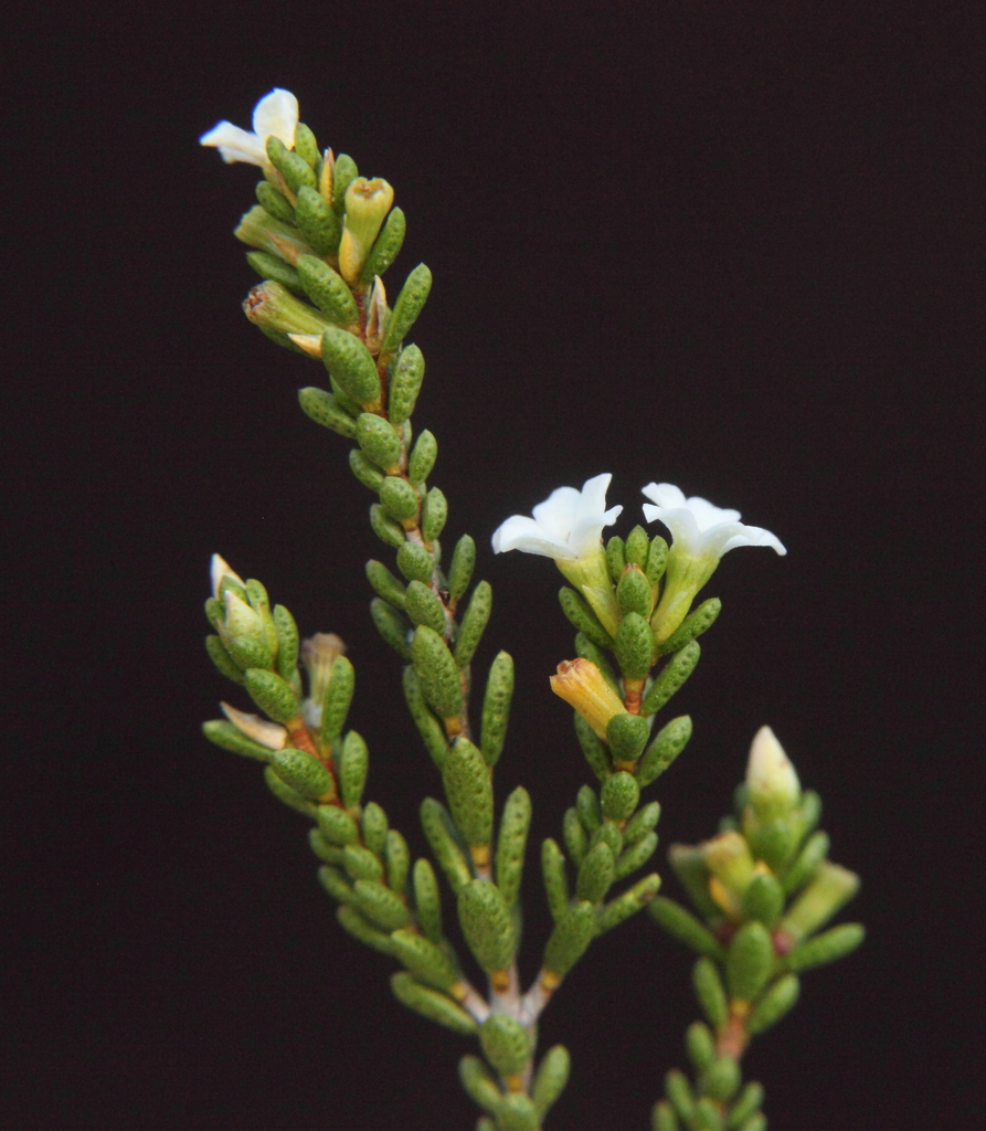 Micromyrtinae