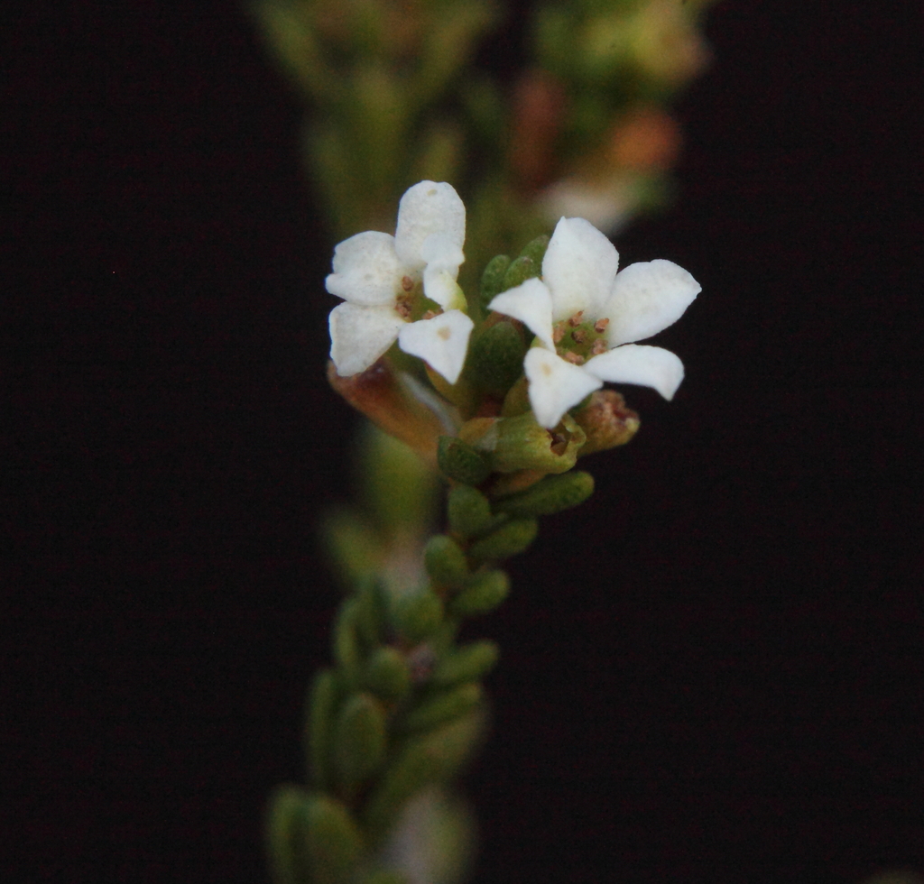 Micromyrtus elobata