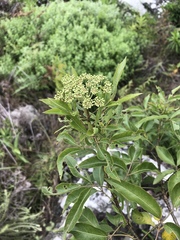 Heteromorpha arborescens abyssinica