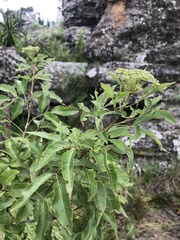 Heteromorpha arborescens abyssinica