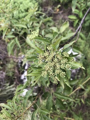 Heteromorpha arborescens abyssinica