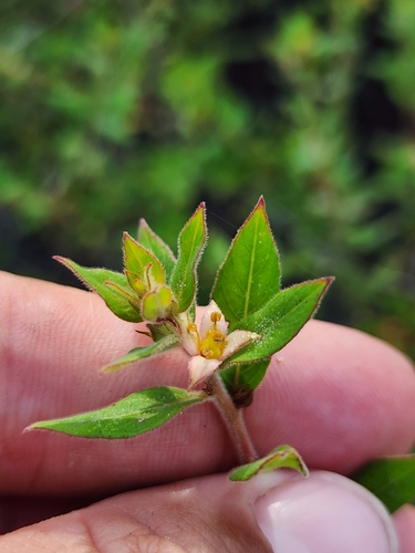 Image of Ludwigia pilosa by (c) Scott Allen Davis, some rights reserved (CC BY)