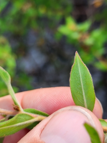 Image of Ludwigia pilosa by (c) Scott Allen Davis, some rights reserved (CC BY)
