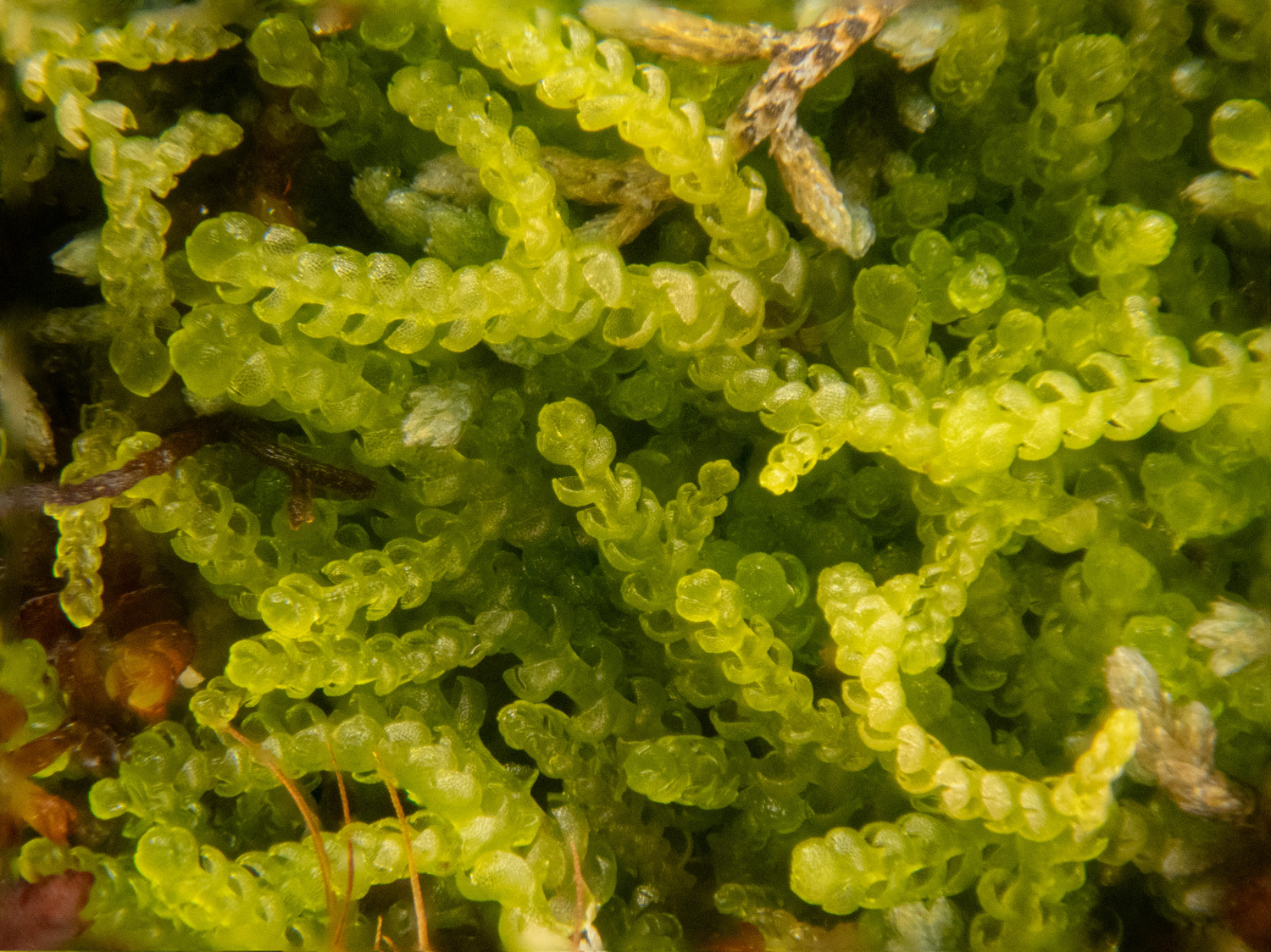 Fuscocephaloziopsis albescens