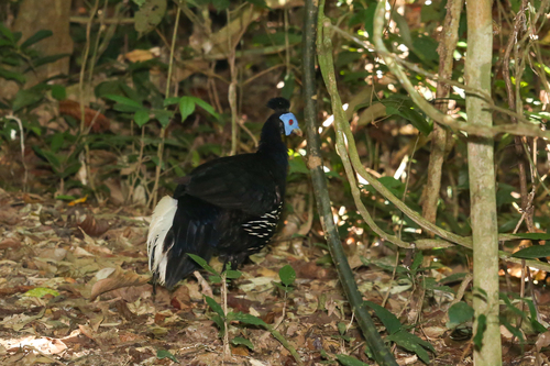 Malayan Crested Fireback (Lophura rufa), photo 7