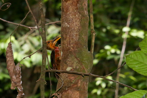 Orange-backed Woodpecker (Chrysocolaptes validus), photo 6