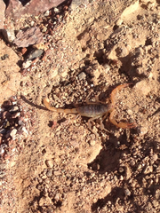 Smeringurus vachoni