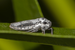 Tretogonia