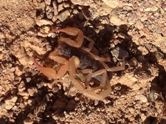 Smeringurus vachoni
