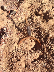 Smeringurus vachoni