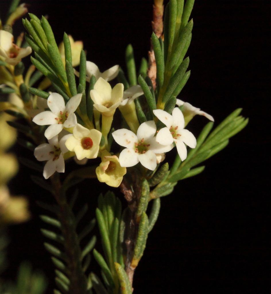 Micromyrtus greeniana