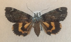 Catocala minuta