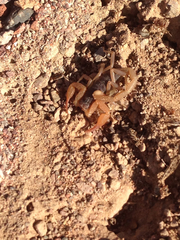 Smeringurus vachoni