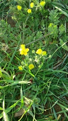 Ranunculus arvensis