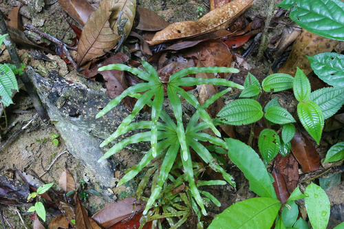 Lygodium longifolium (Lygodium longifolium)