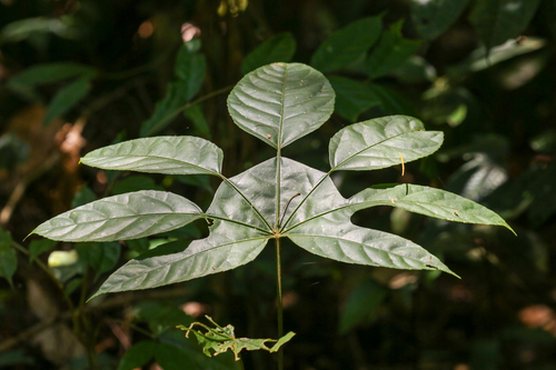 Trevesia burckii, photograph 1