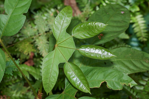 Ghost's foot (Trevesia burckii)