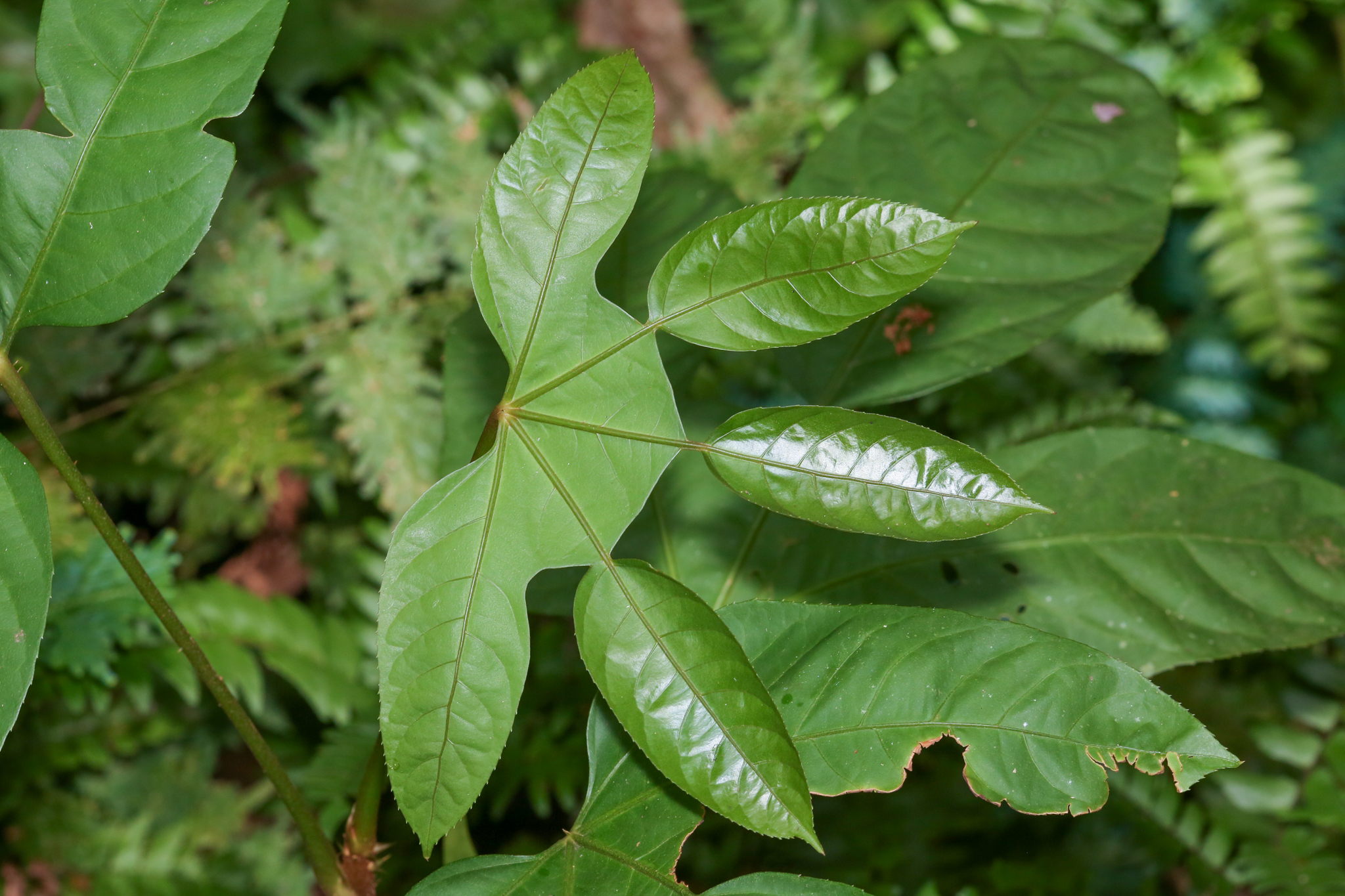 Ghost's Foot (Trevesia burckii)