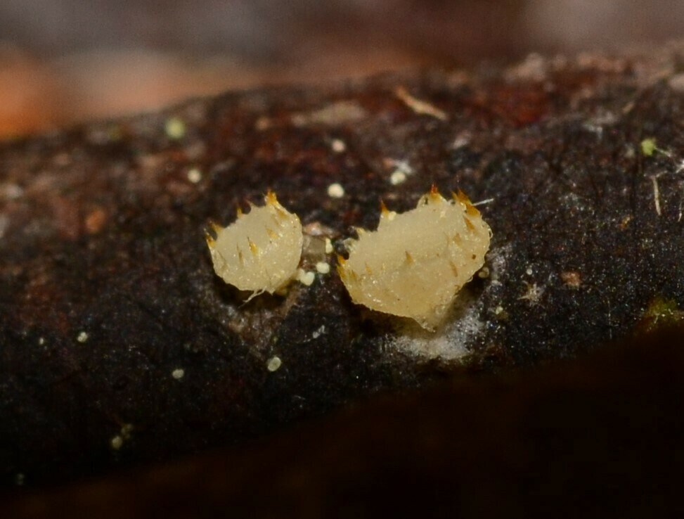 Arachnopeziza fitzpatrickii