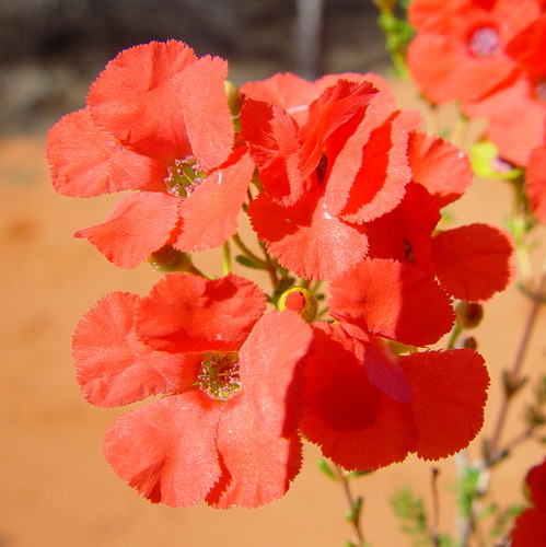 Pileanthus vernicosus