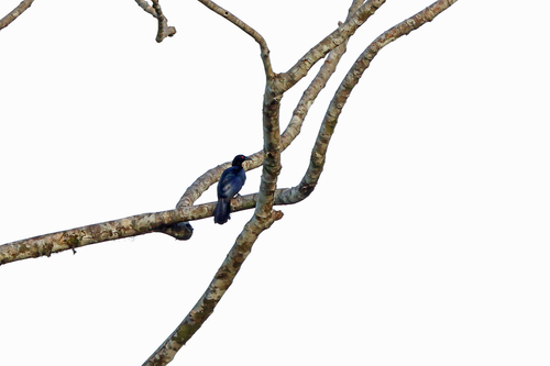 Manucodia ater