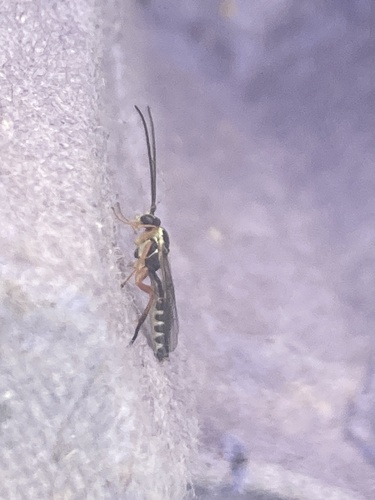 Syrphoctonus tarsatorius