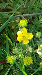 Ranunculus arvensis