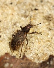 Sitona cylindricollis