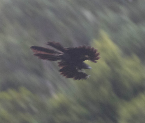Goliath Coucal (Centropus goliath), photo 7