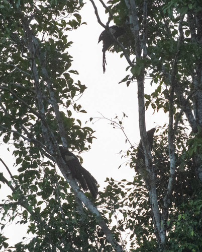 Goliath Coucal (Centropus goliath), photo 6