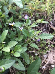 Solanum pseudogracile