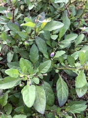 Solanum pseudogracile