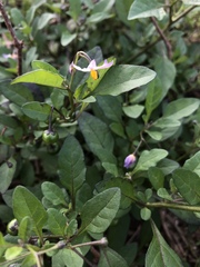 Solanum pseudogracile