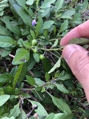 Solanum pseudogracile