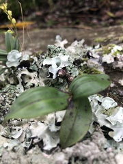 Polystachya fusiformis