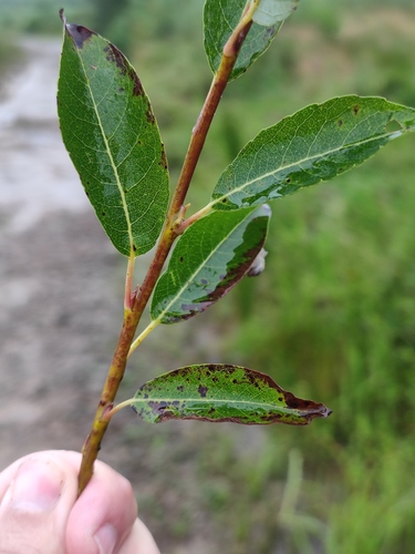 Salix taraikensis iNat (3)