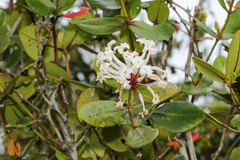 Rhododendron suaveolens