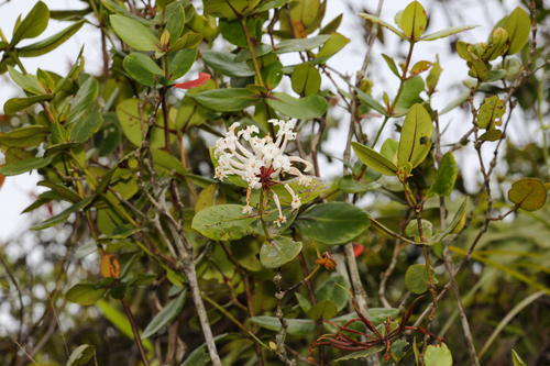 Rhododendron suaveolens, photograph 1